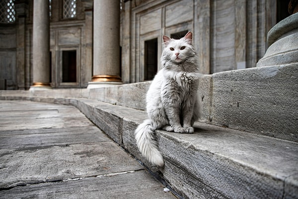 What is the Best Season to See Cats in Istanbul?