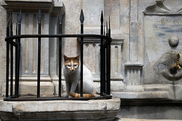 An Ethical and Practical Guide to Cats in Istanbul