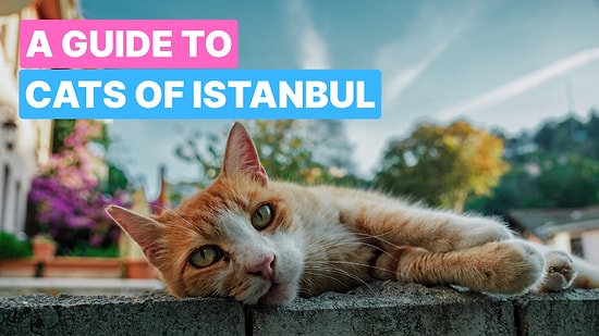 Guide to Seeing Cats in Istanbul: Parks, Streets & Cafes