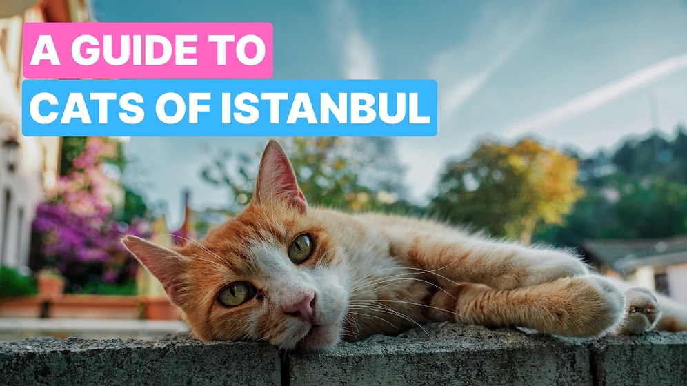 Guide to Seeing Cats in Istanbul: Parks, Streets & Cafes