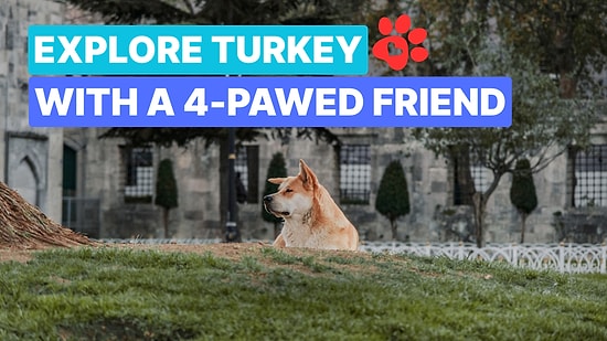 How to Visit Turkey with Your Dog: Everything You Need to Know
