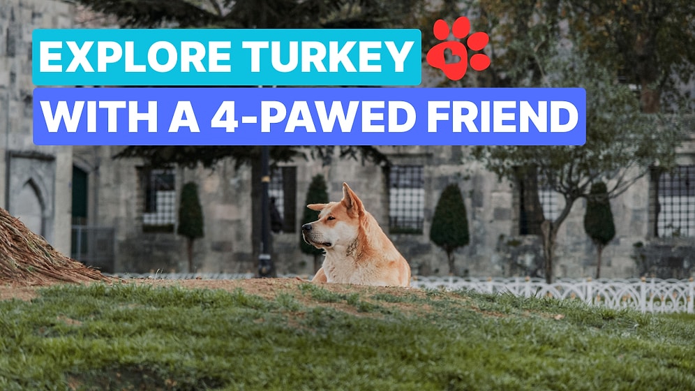 How to Visit Turkey with Your Dog: Everything You Need to Know