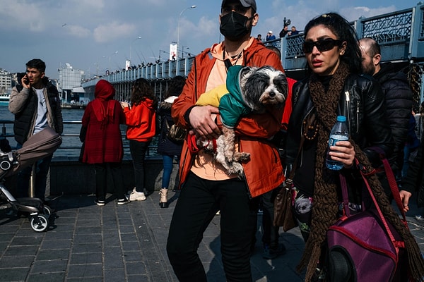 Things to Consider for Your Dog's Health While Travelling in Turkey