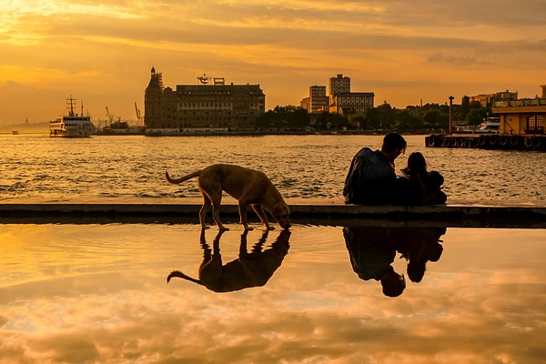 Frequently Asked Questions About Visiting Turkey with Your Dog