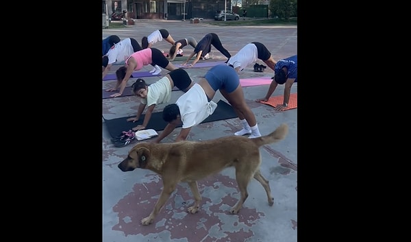 Senin de Dünya Köpekler Günü'n kutlu olsun.