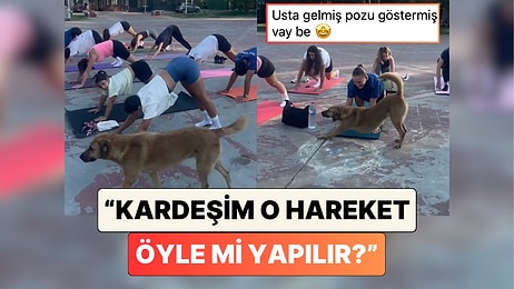 Bir Köpek Sokakta Yoga Yapan İnsanları Görünce "Aşağı Bakan Köpek" Pozunun Doğrusunu Gösterdi