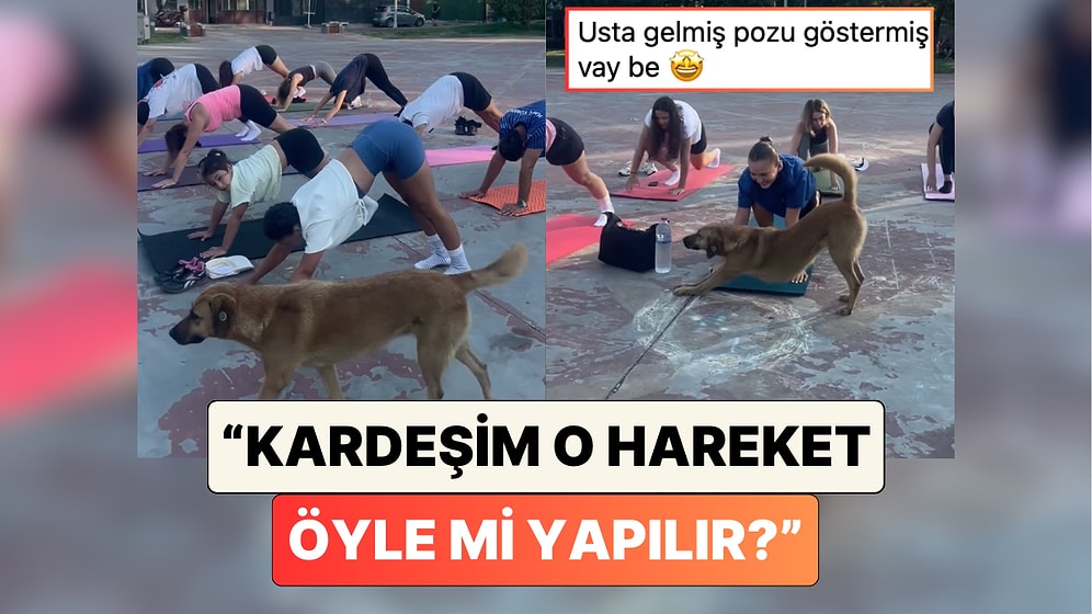 Bir Köpek Sokakta Yoga Yapan İnsanları Görünce "Aşağı Bakan Köpek" Pozunun Doğrusunu Gösterdi