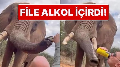 Ortalığı Karıştıran Skandal Olay! Kenya'da Bir Turist, Safari Sırasında File Alkol İçirdi