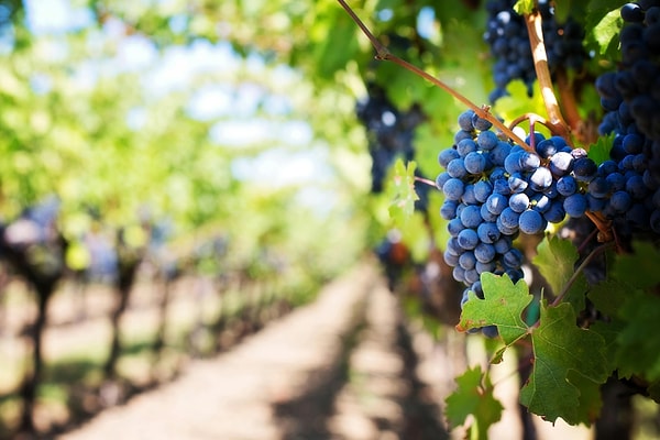 Turkey's Wine Routes