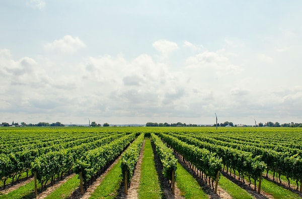 Best Times to Visit Vineyard Houses in Turkey