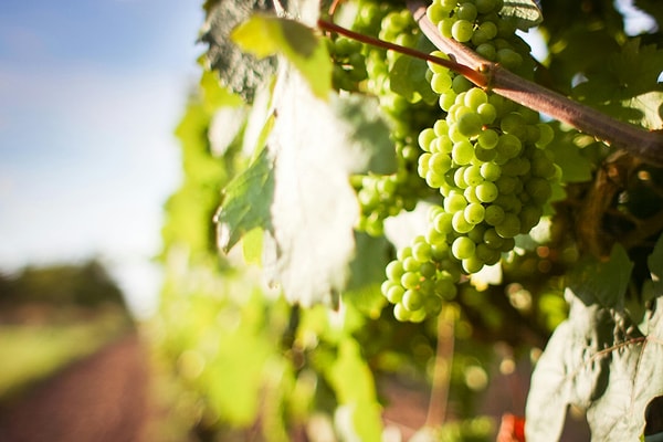 Activities You Can Experience at Vineyard Houses in Turkey