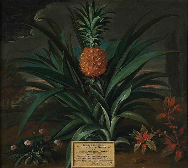 Ananas, Yeni Dünya’dan Avrupa’ya getirildiğinde daha önce kimsenin görmediği egzotik görüntüsüyle dikkat çekti.