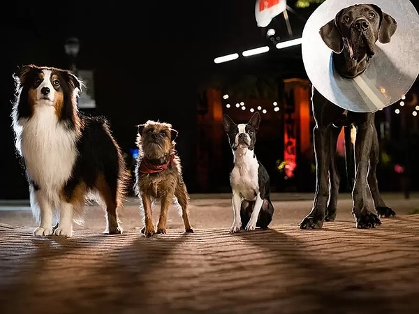 14. Strays (2023)