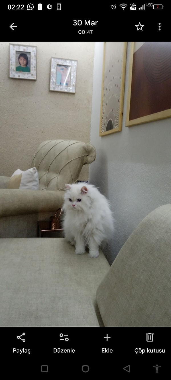 Feyza Akın