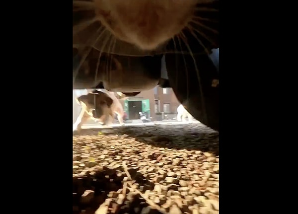 Kediler mi daha zeki köpekler mi?