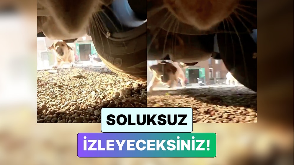 Kediye Kamera Takan İçerik Üreticisi Kedinin Sokak Köpekleri ile Mücadele Ettiği Anları Paylaştı