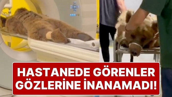 Yediği Meyveler Midesine Dokunan Ayı Okan Hastaneye Kaldırıldı