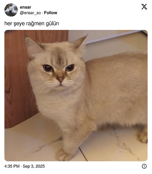 Neye sinirlenmiş olabilirsin bu kadar?
