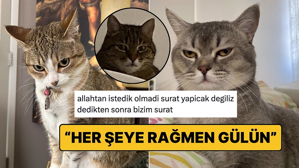 Hislerini Yüzüne Yansıtmaktan Çekinmeyip Beş Karış Surat Asan Kediler