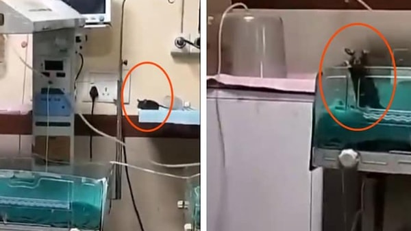 Hindistan'ın Indore şehrinde, bir hastanenin yenidoğan yoğun bakım ünitesinde tam anlamıyla kabus gibi bir olay yaşandı.