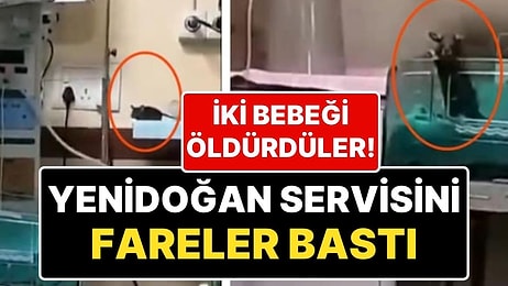 Hindistan'a Korkunç Olay: Hastaneyi Basan Fareler, Yenidoğan 2 Bebeğin Ölümüne Neden Oldu