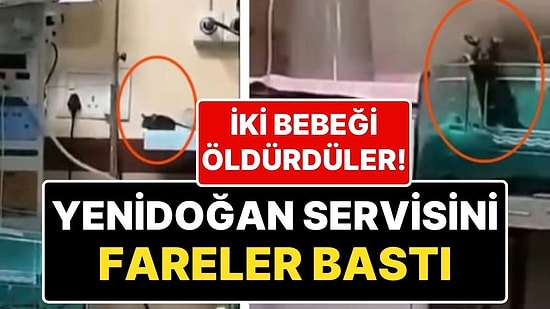 Hindistan'a Korkunç Olay: Hastaneyi Basan Fareler, Yenidoğan 2 Bebeğin Ölümüne Neden Oldu