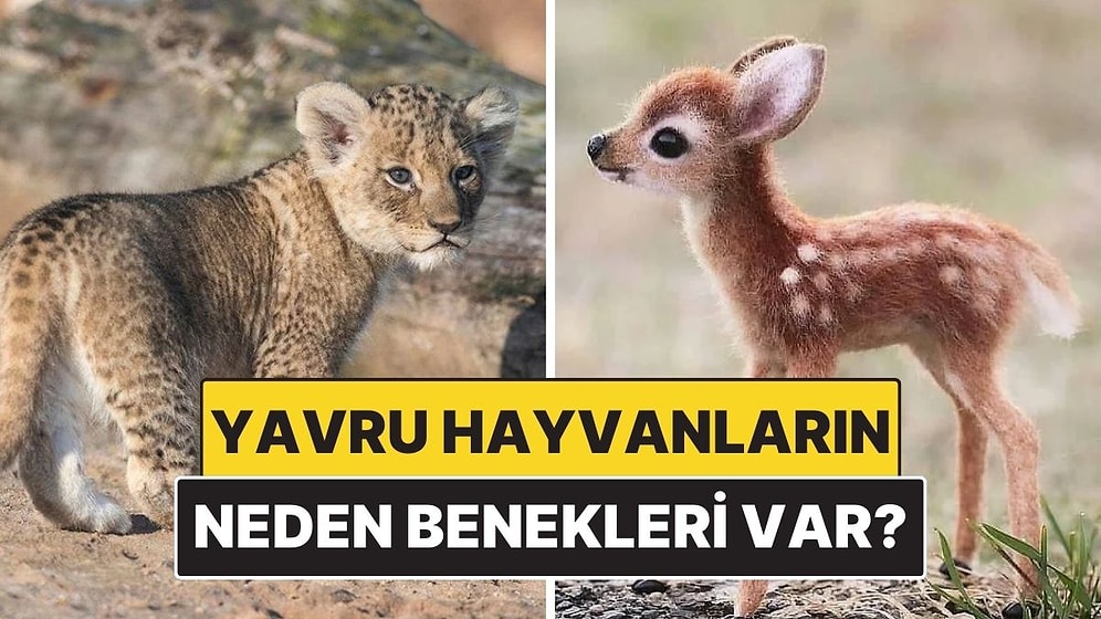 Yavru Hayvanların Neden Genelde Benekleri Olur?