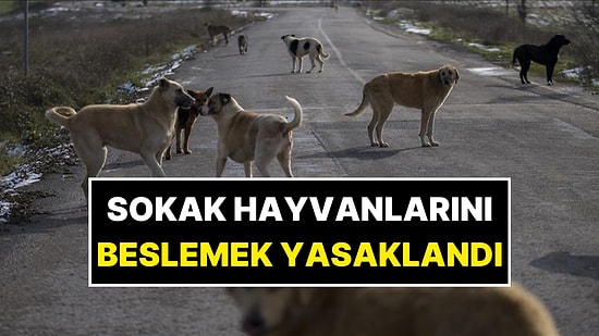Sokak Hayvanlarını Beslemek Yasaklandı! Skandal Kararı Alan Valiliğe Tepkiler Çığ Gibi