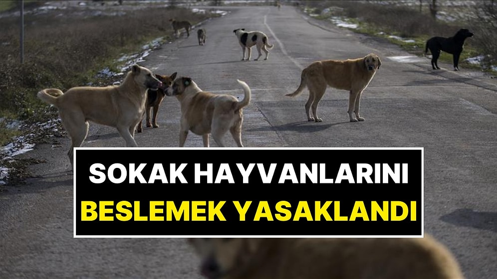 Sokak Hayvanlarını Beslemek Yasaklandı! Skandal Kararı Alan Valiliğe Tepkiler Çığ Gibi