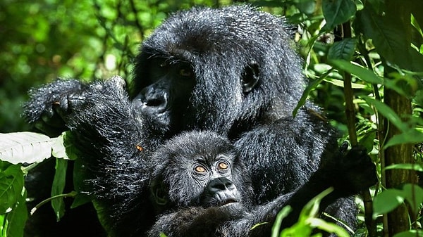 Dağ gorillerinde anne kaybı yaşayan yavrular, genellikle grubun baskın erkekleriyle bağ kuruyor.