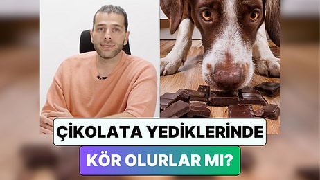 Bir Veteriner Yanıtladı: Kedi ve Köpekler Çikolata Yerse Kör Olur mu?