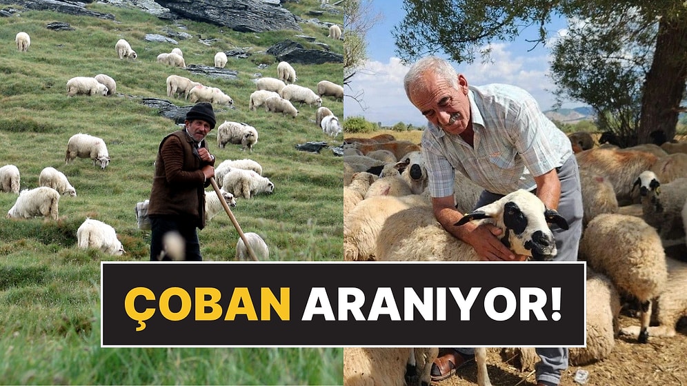 Çoban Krizi Büyüyor: 130 Bin TL'ye Çıkan Maaşa Rağmen Çoban Bulunamıyor!