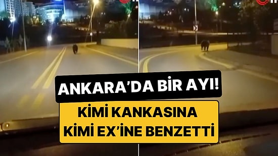 Bir Sen Eksiktin! Ankara Sokaklarında Gezen Bir Ayı Kameralara Yakalandı