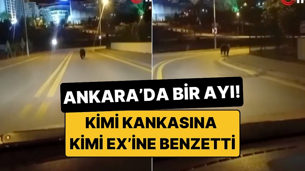 Bir Sen Eksiktin! Ankara Sokaklarında Gezen Bir Ayı Kameralara Yakalandı