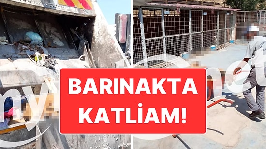 Manisa'nın Alaşehir İlçesinde Köpek Katliamı İddiası: Cansız Hayvanlar Çöp Arabasına Atıldı