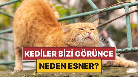 Kediler Bizi Gördükten Sonra Neden Esneme Hareketi Yapar?
