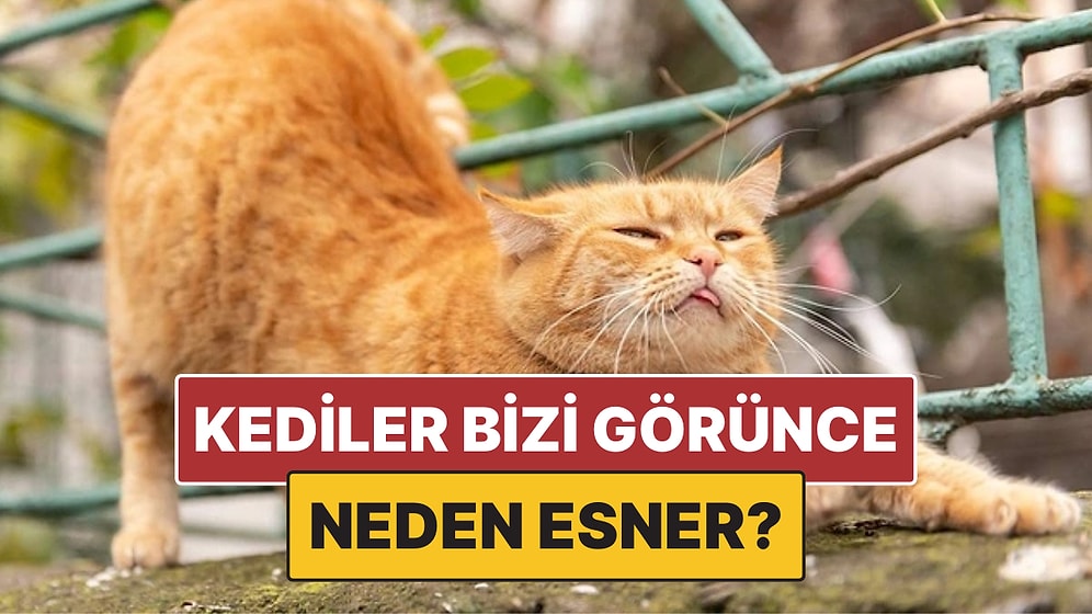 Kediler Bizi Gördükten Sonra Neden Esneme Hareketi Yapar?