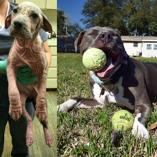 8. Köpekler ve onların tenis toplarına olan sevdaları!