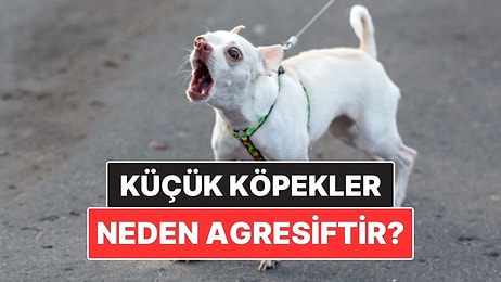 Tutmayın Küçük Enişteyi: Küçük Köpek Irkları Neden Daha Agresif Olur?