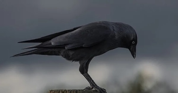 Karga