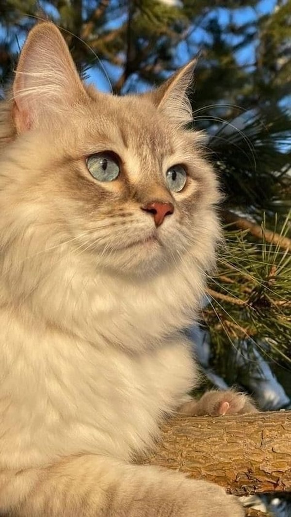 Özgürlüğün ve Sezgilerin Simgesi: Kedi