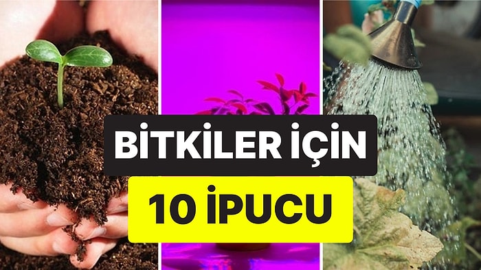 Evde Bitki Bakımının Altın Kuralları: Evinizi Ormana Çevirecek 10 İpucu