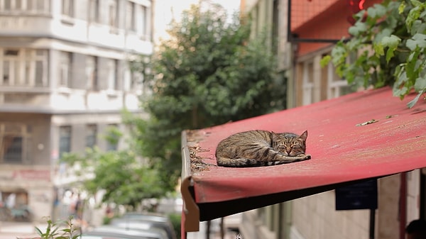 Kedilerin İstanbul’daki varlığı, bugünün hikayesi değil.