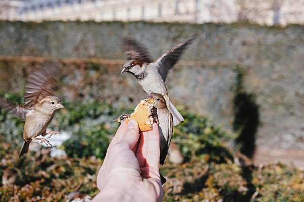 8. Photography and Birdwatching in Marmaris