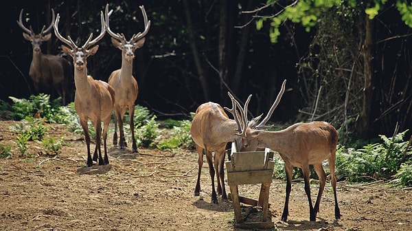 5. Polonezköy Nature Park