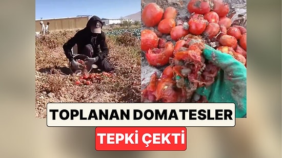 Domates Tarlasında Çalışan Bir Genç Fabrikaya Göndermek İçin Topladıkları Domatesleri Gösterdi