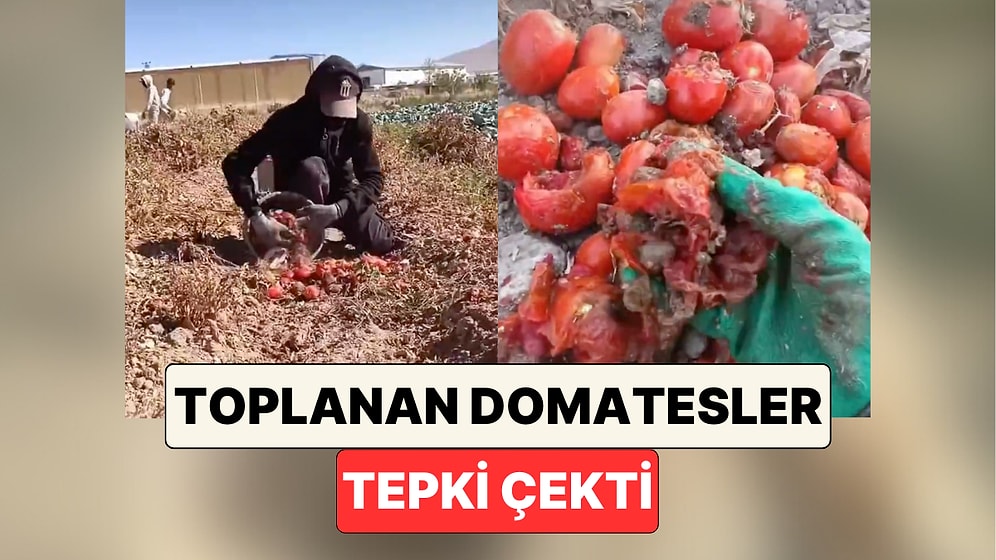 Domates Tarlasında Çalışan Bir Genç Fabrikaya Göndermek İçin Topladıkları Domatesleri Gösterdi
