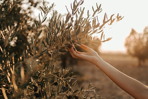 7. Immerse Yourself in Nature Among Olive Groves and Olive Oil Tasting