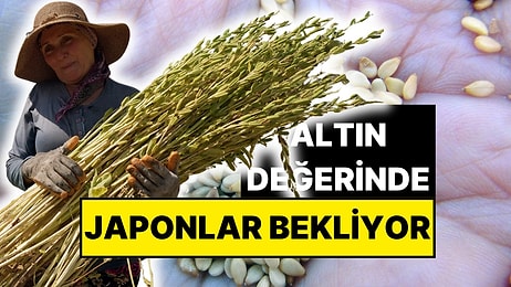 Hasadı Başladı! Suşinin İçinde Muğla'nın Eli Var: Japonlar Onu Almak İçin Sırada Bekliyor!