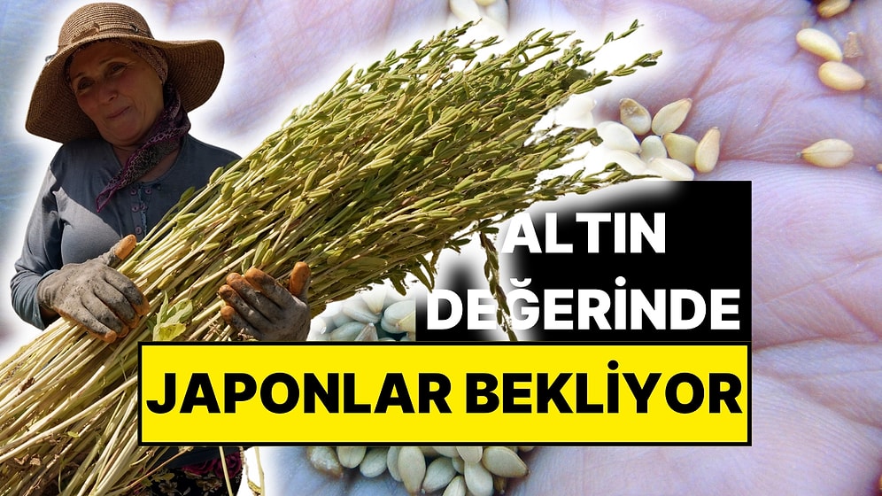 Hasadı Başladı! Suşinin İçinde Muğla'nın Eli Var: Japonlar Onu Almak İçin Sırada Bekliyor!